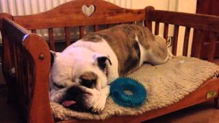 A Day In The Life Of Mrs Moo  Bulldog Lola