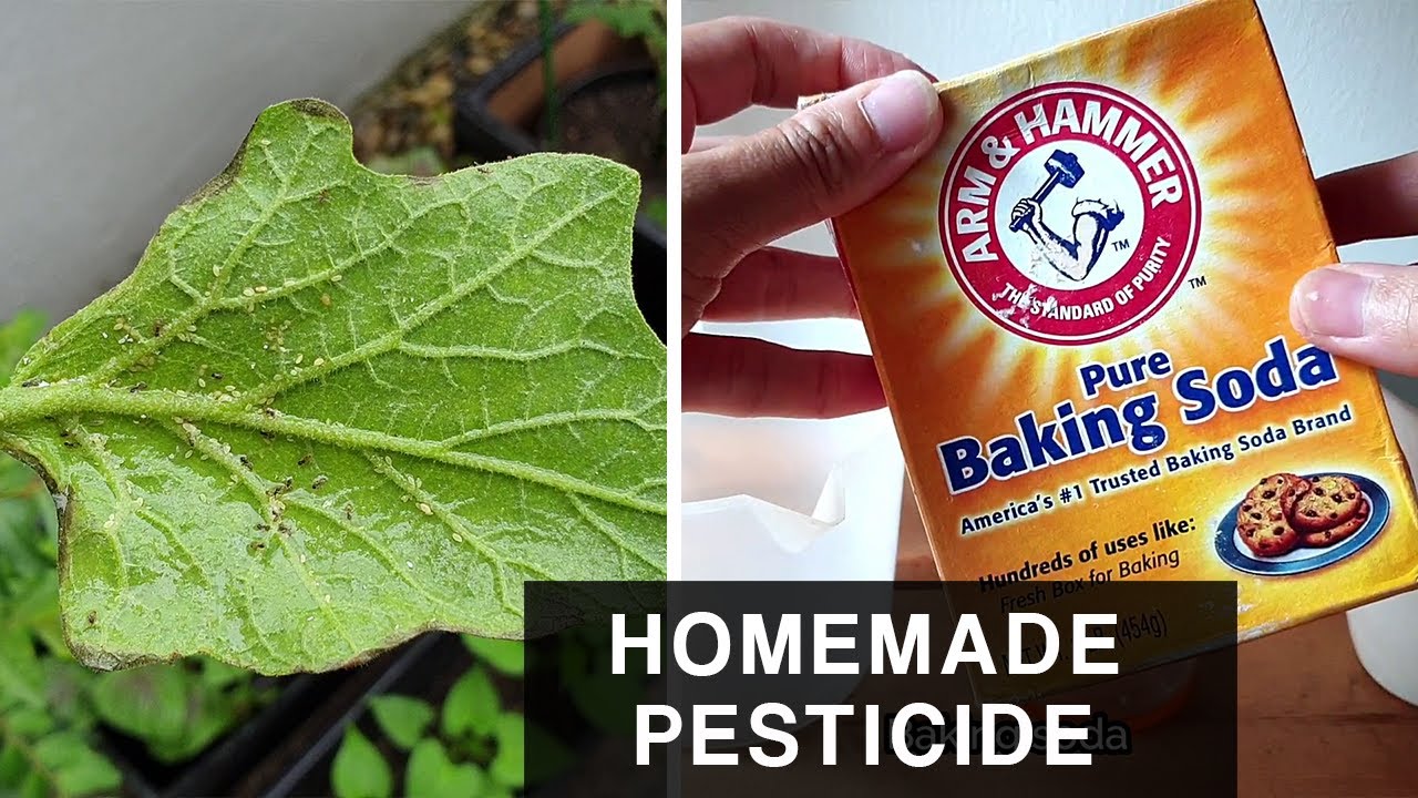 HOMEMADE BAKING SODA PESTICIDE Combat Aphids In Plants And Leafy 