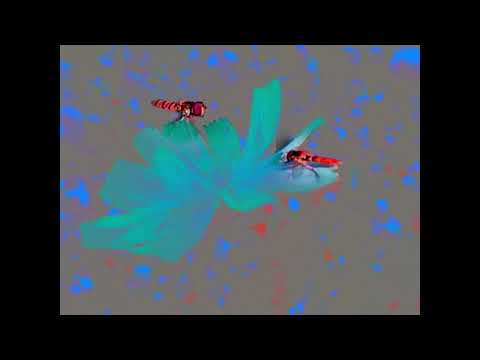 Putar La paix du dimanche - Blundetto