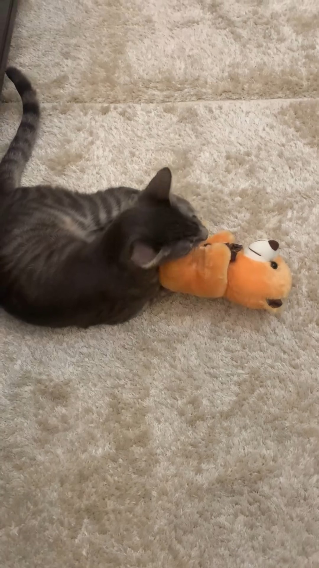 Bébé chaton très mignon ♥️ ♥️ ♥️