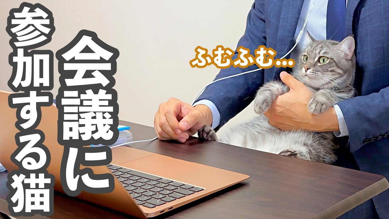 A cat participating in an online meeting. - YouTube