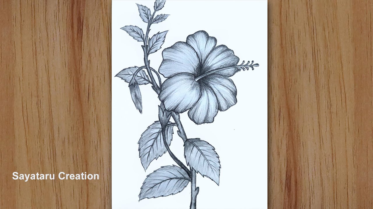 Botanical drawing with red hibiscus flower. 19859189 PNG-saigonsouth.com.vn