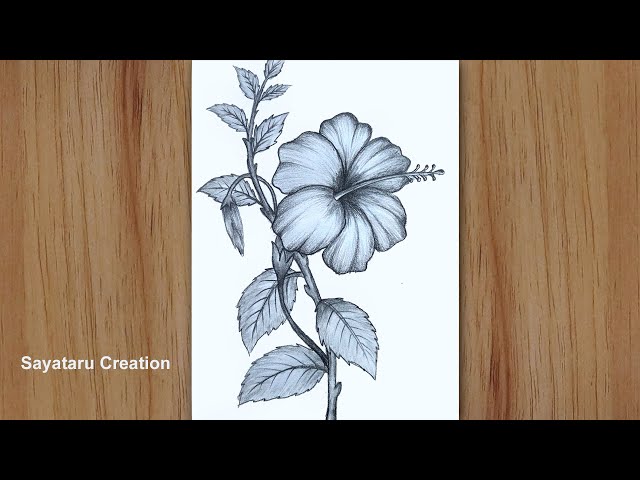 Hawaiian Flowers Pencil Drawings Hibiscus Painting Original Art