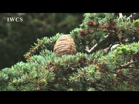 Cedars of Lebanon