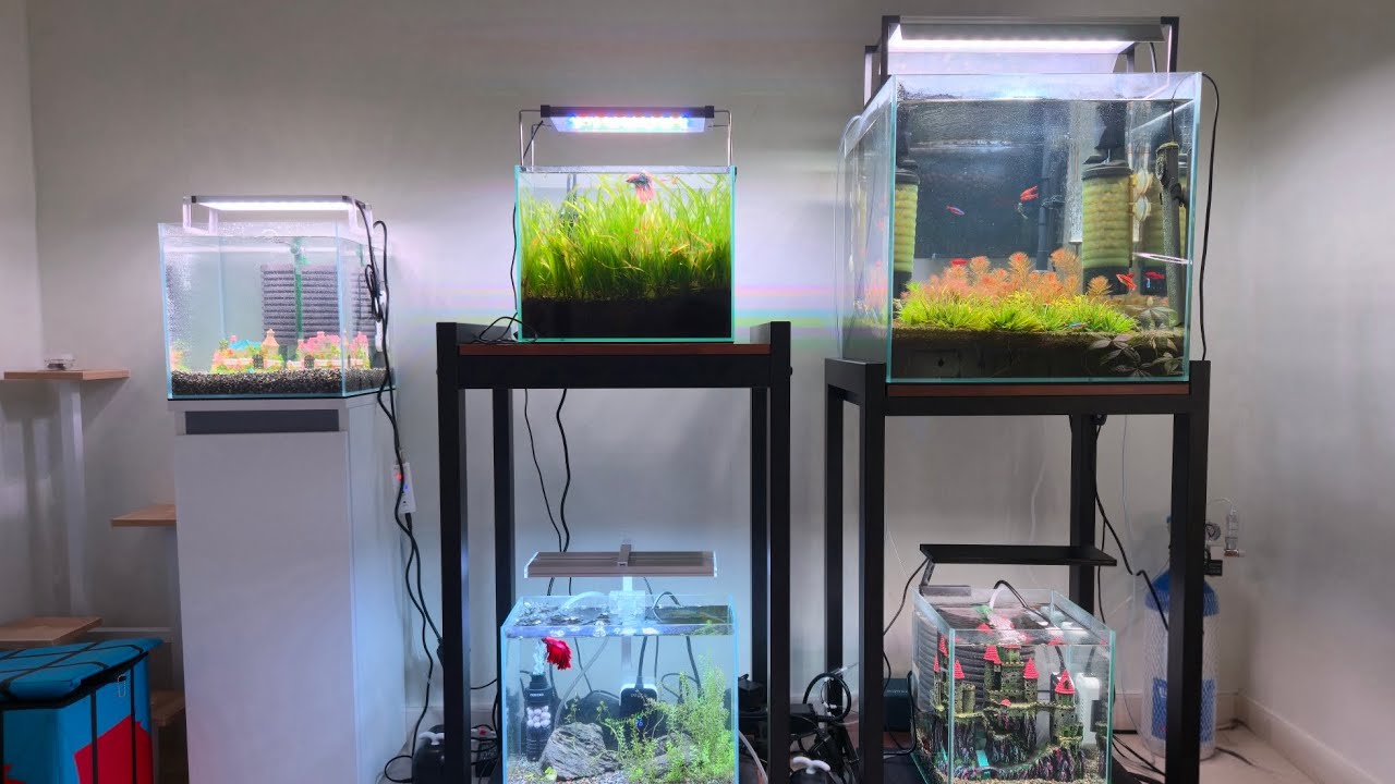 새해 맞이 어항 리뉴얼