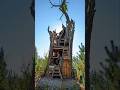 Building a Secret Base inside a Tree 🤫🔥 #shorts #bushcraft