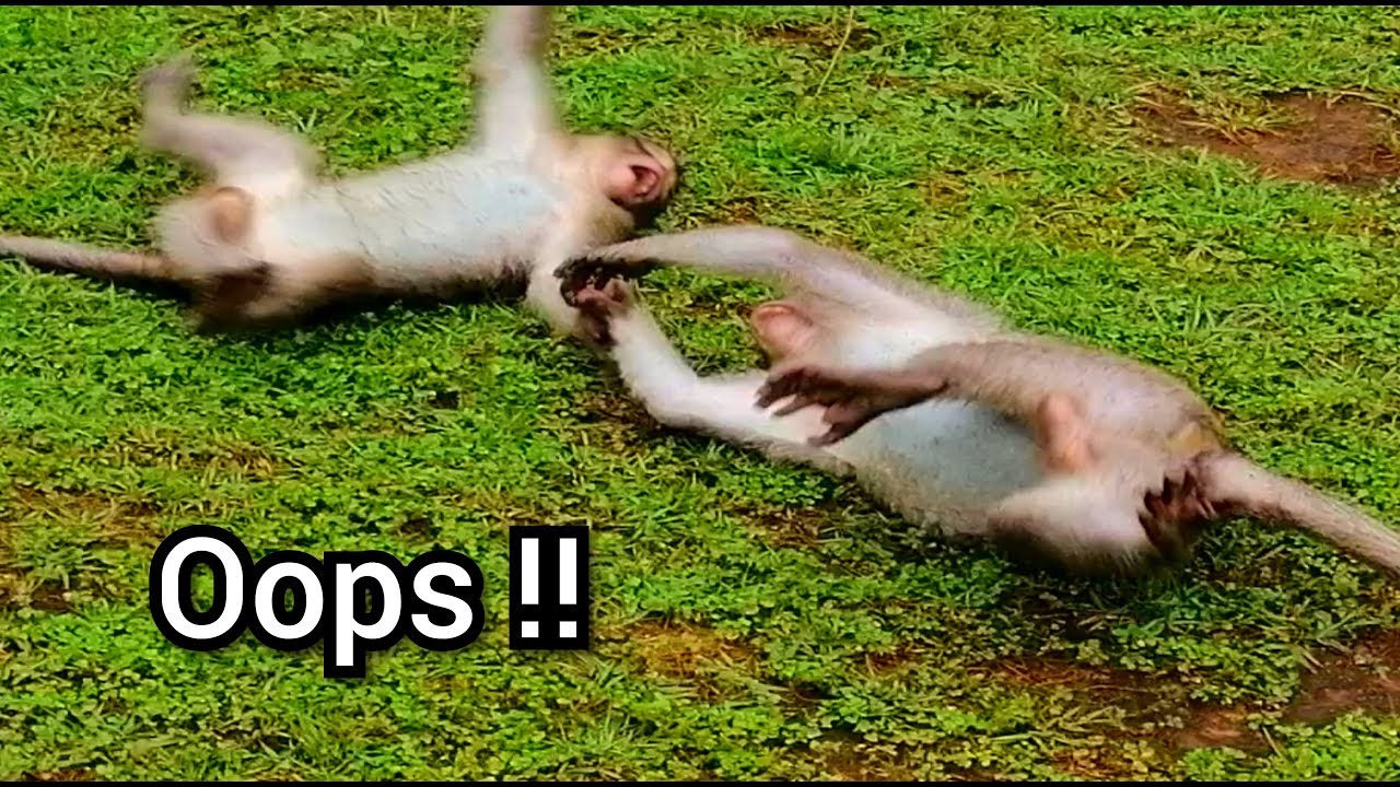 oops-funny-play-monkey-little-monkey-jessie-sherri-and-maci-play-very
