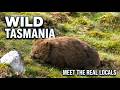 Wild Tasmania: An Epic 26-Minute Journey into the Island's Unique Wildlife &amp; Ancient Landscapes