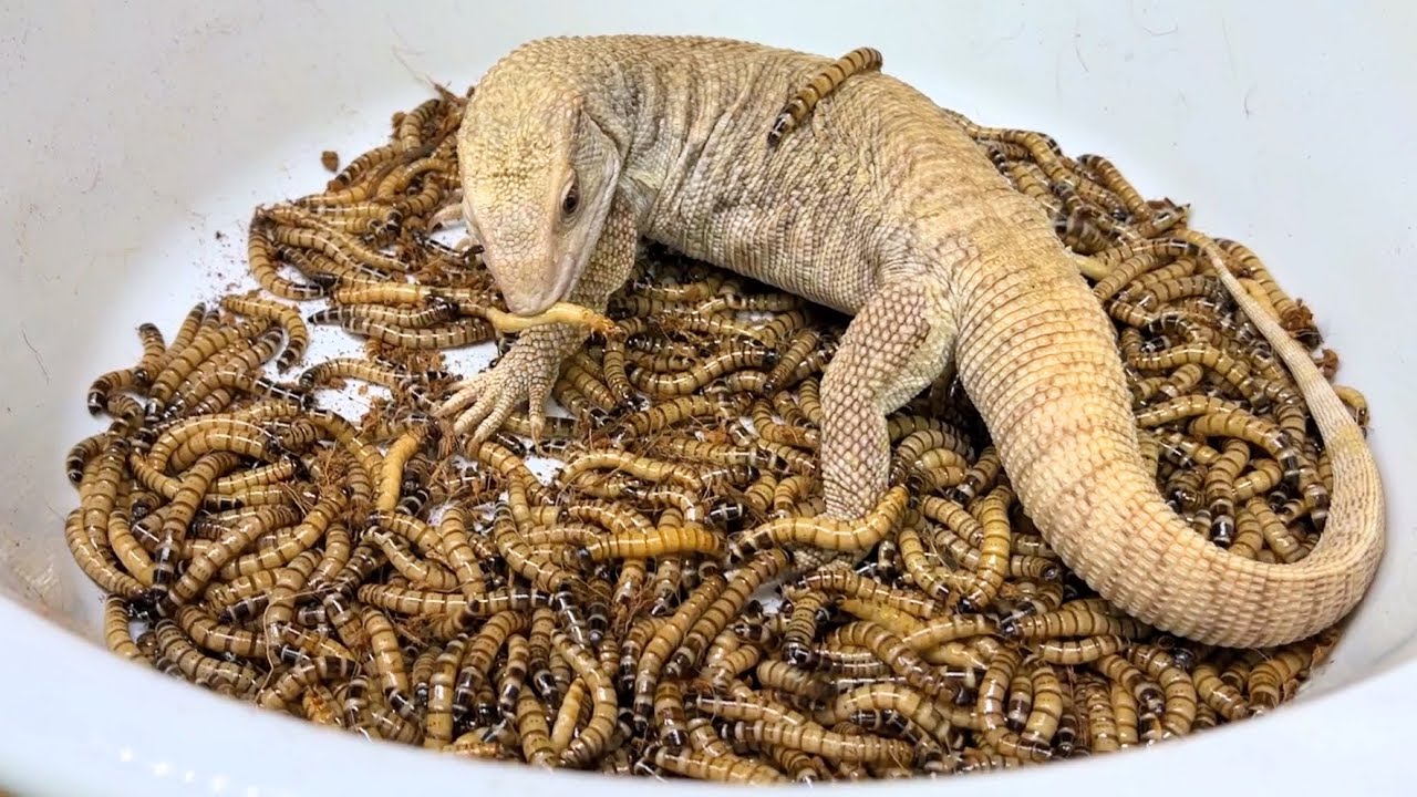 500 giant hornworms VS monitor lizards - YouTube