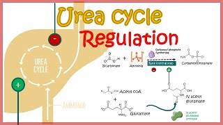 urea cycle regulation ( CSIR NET | GATB2020 | IIT JAM )