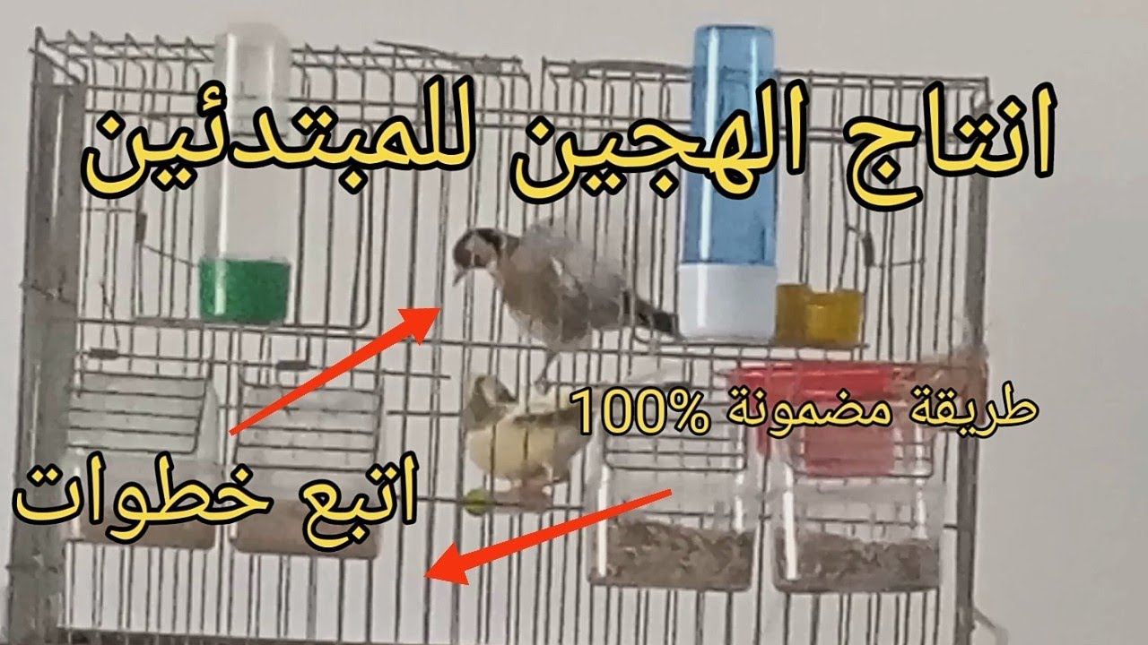 تزاوج الحسون مع انثى كناري | انتاج هجين الحسون و الكناري