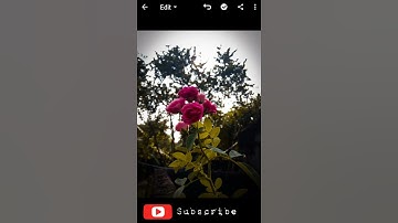 #shorts Lightroom And Snapseed Yellow Tune Editing