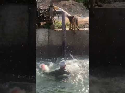 الكلب روي ينقظ صاحبه من الغرق ف اخر لحظه