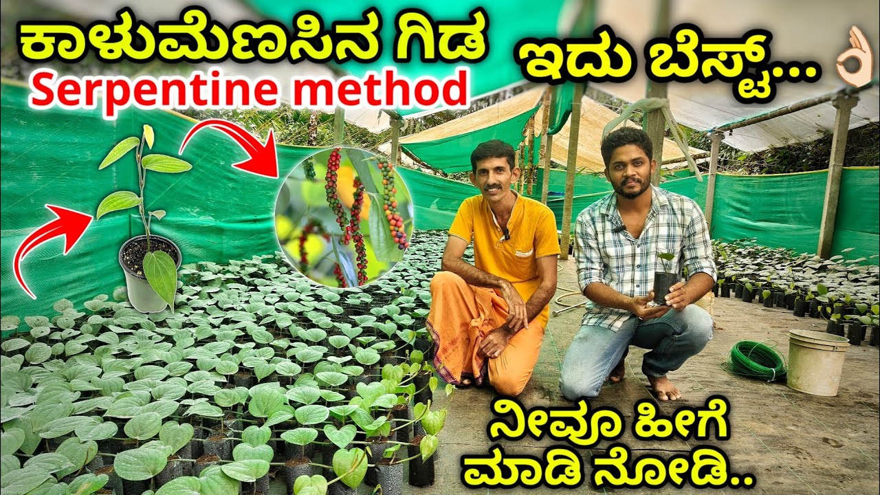 Rapid multiplication of Black pepper plant. ಕಾಳುಮೆಣಸು ಗಿಡ ಸುಲಭ ಮತ್ತು ವೇಗವಾಗಿ ತಯಾರಿ ವಿಧಾನ.