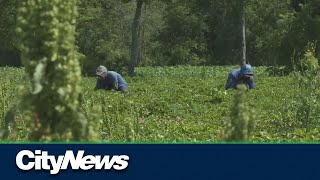 Statscan Temporary Foreign Workers Concentrating In Low-Pay Jobs