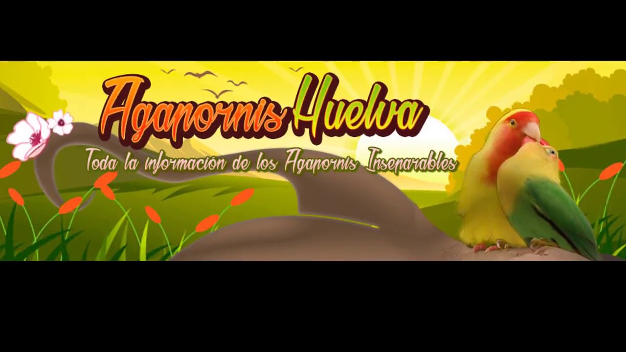 30 minutos de sonidos de cantos de agapornis inseparables