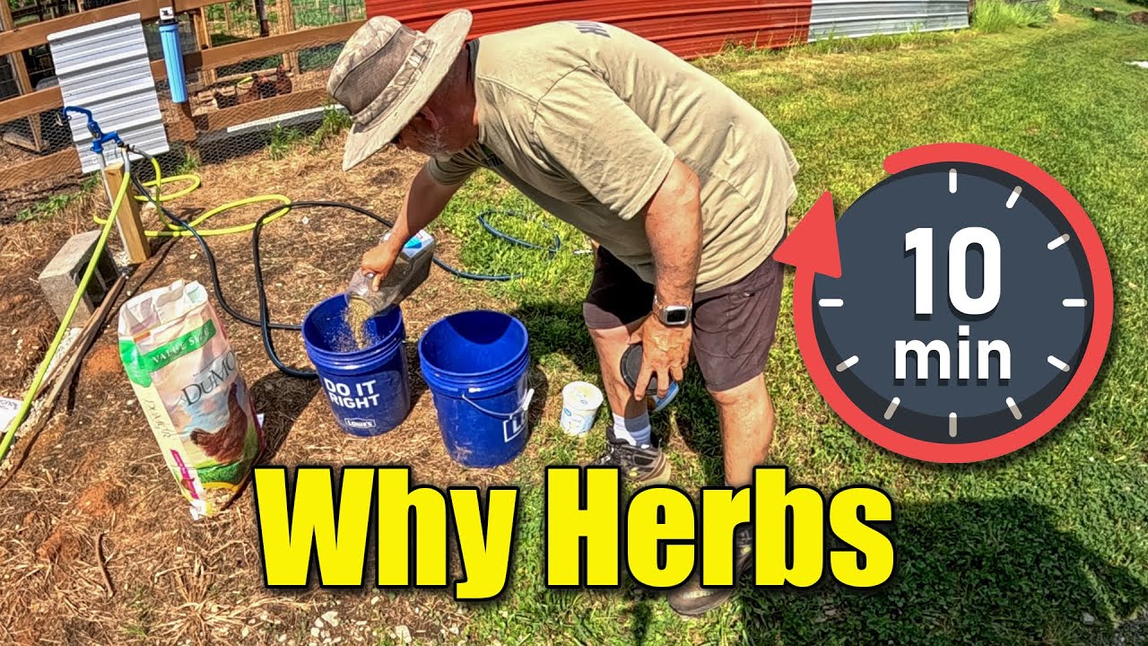 How to Make Fermented Chicken Feed