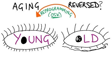 Reversing aging through cellular reprogramming!? (latest study explained)