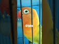 Makanan Ef Burung Lovebird