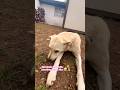 Perro Rescatado De la calle#dog#dogs#dogshorts#doglife#shortsfeed#shortvideo#short#shorts#cat#cats