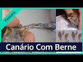 Cuidando de filhote de canário com berne