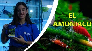 Amoníaco y amonio en el acuario ¿Tóxico?