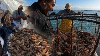 200IB of Lobster caught at Sea| catch,clean & cook#islandlife#jamaica