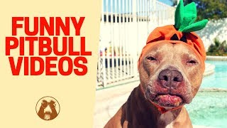 Funny Pitbull 🐶 Videos - Pitbull Fails Compilation