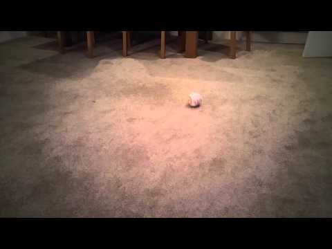 BB-8 StarWars Droid