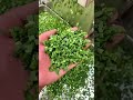 Multifunctional Vegetable Cutter
