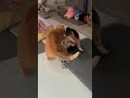 【猫】お嬢あずき姫の1日