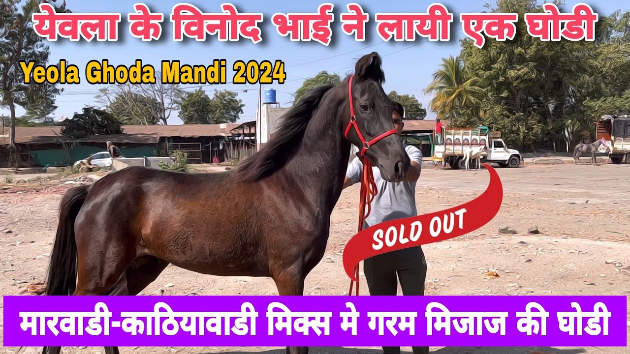 येवला मे आयी बहुत दिनो बाद अच्छी घोडी । क्या है इसकी किंमत? येवला घोडा मंडी | Yeola Horse Market