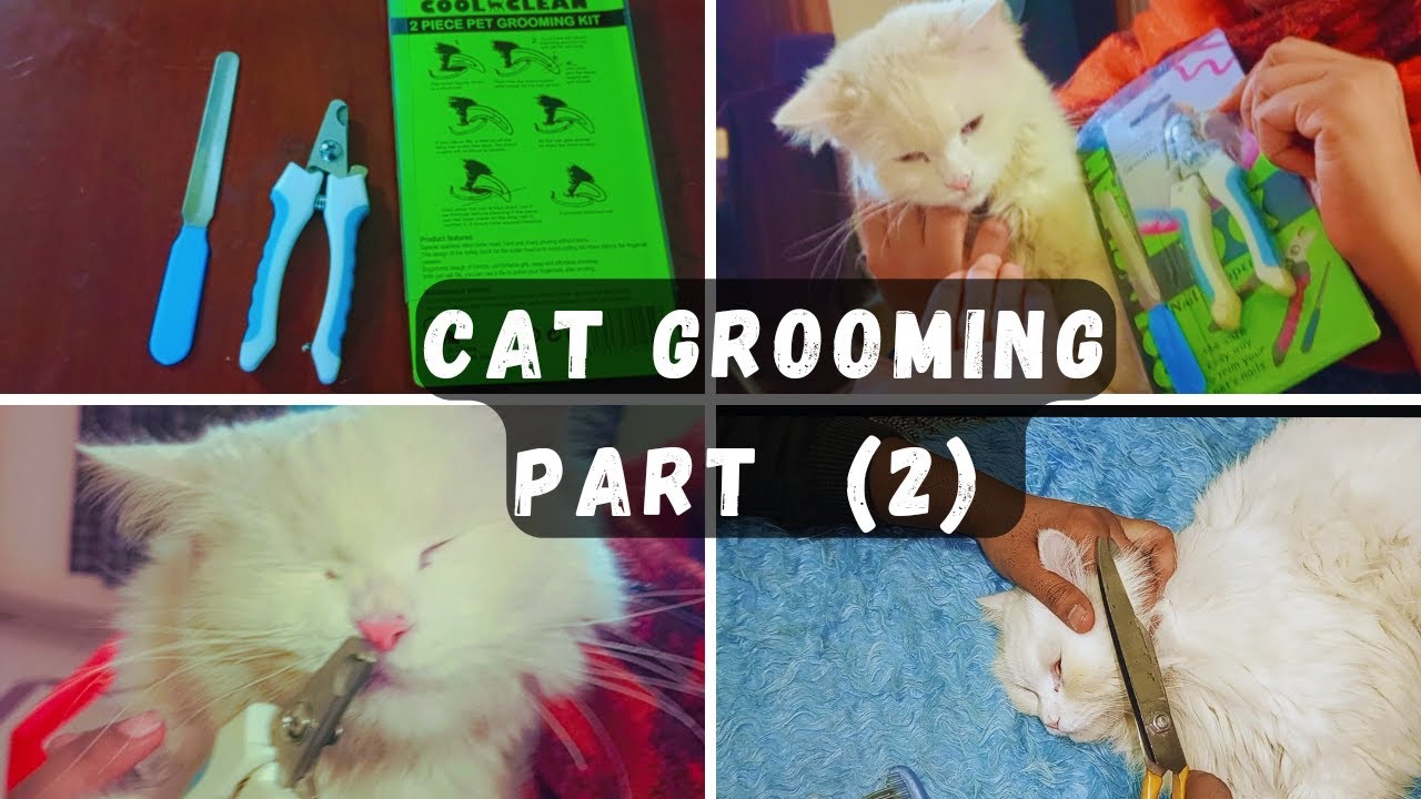 Cat Nail cutting😻How to Groom Persian cat at home Hair Trimming Cat
