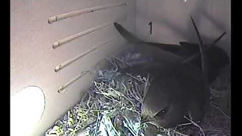 Tweede jonge Gierzwaluw nestkast 1 voor het eerst zichtbaar