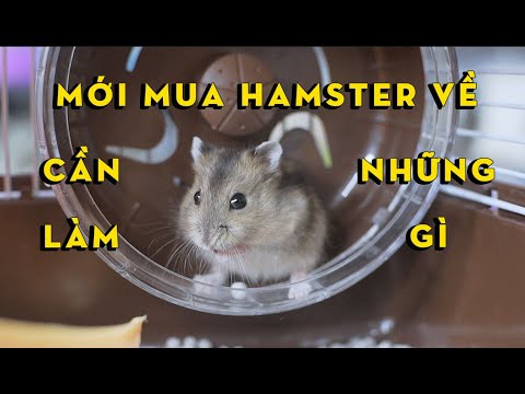 Video: Chăm sóc chuột cho người mới bắt đầu: Cách tạo thiết lập chuồng chuột hoàn hảo