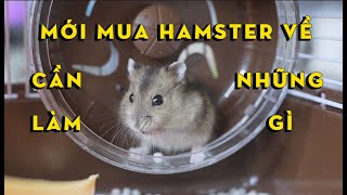 Những Điều Cần Làm Khi Mới Mua Chuột Hamster Về