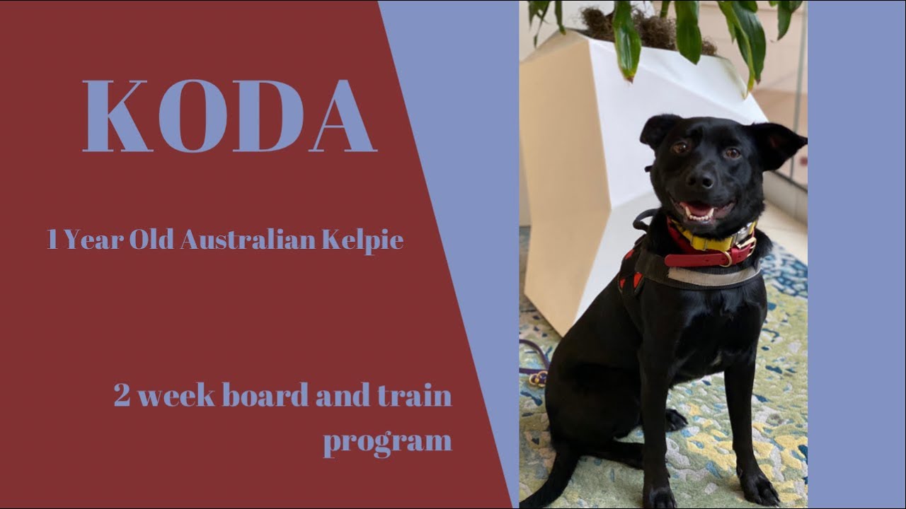Best Dog Training in Chicago! 1 Year Old Australian Kelpie, Koda!