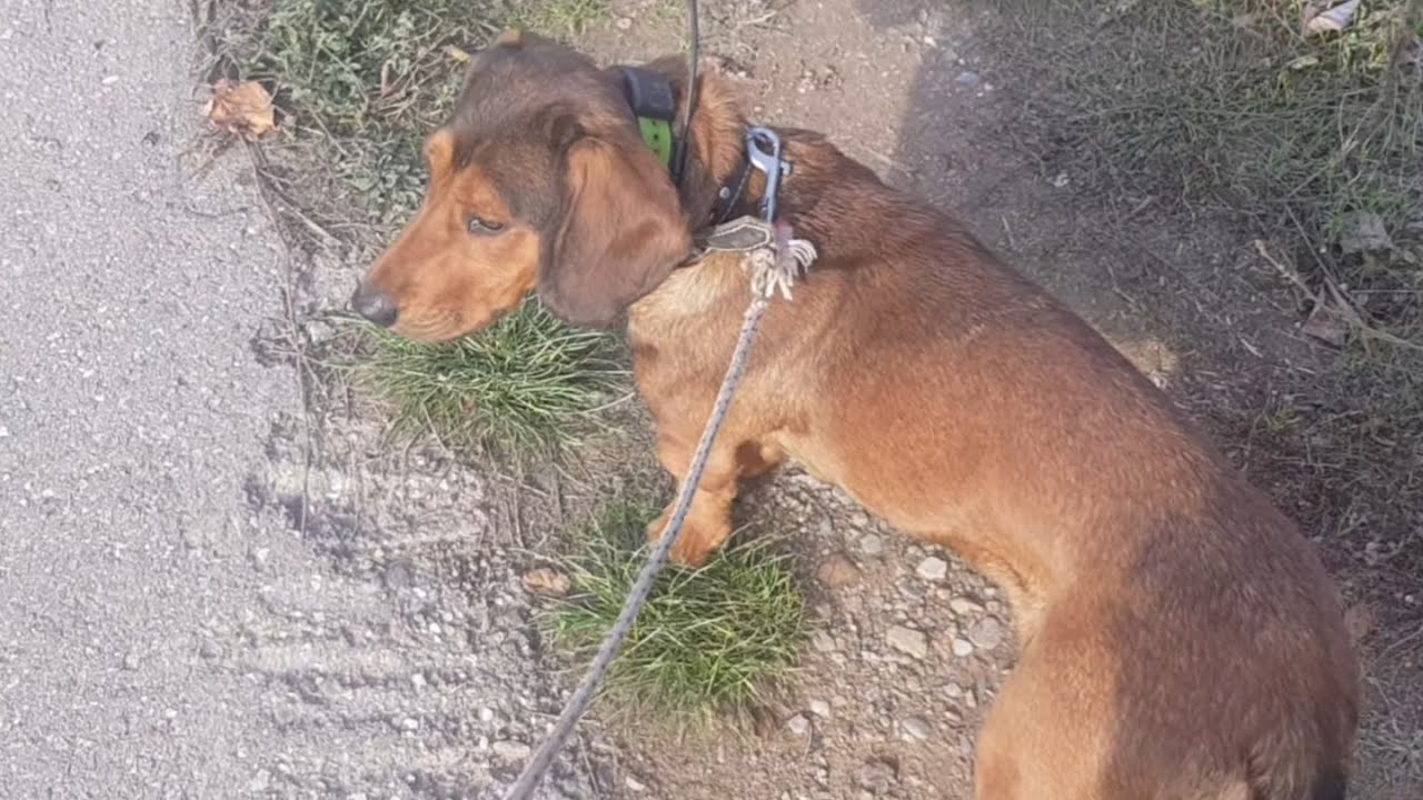 BRAK JAZAVIČAR OBUKA NA DIVLJU SVINJU  SLOBODNA PRETRAGA