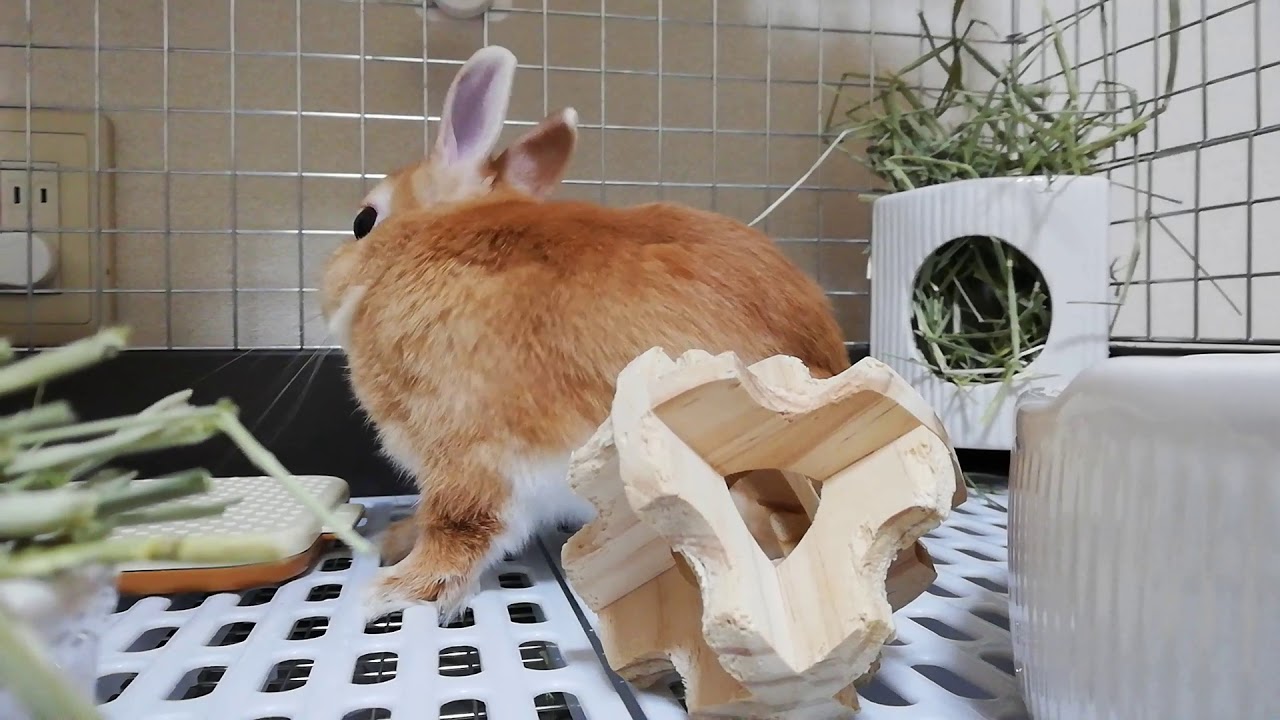 うさぎのおもちゃの人気ランキング 安全に楽しめるtop5