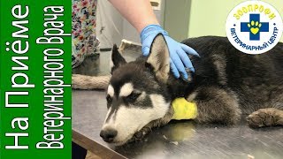 ДАЖЕ ЛЕТОМ У СОБАКИ МОЖЕТ БЫТЬ ПЕРЕОХЛАЖДЕНИЕ ДАЖЕ ЛЕТОМ У СОБАКИ МОЖЕТ БЫТЬ ПЕРЕОХЛАЖДЕНИЕ