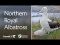 Live royal albatross cam  royalcam  new zealand dept of conservation  cornell lab