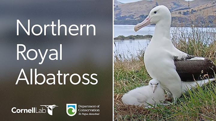 Live! Royal Albatross Cam - #RoyalCam - New Zealand Dept. of Conservation | Cornell Lab