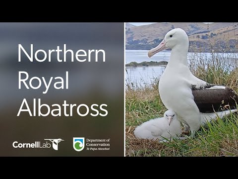 Live! Royal Albatross Cam - #RoyalCam - New Zealand Dept. of Conservation | Cornell Lab