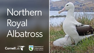 Live! Royal Albatross Cam  #RoyalCam  New Zealand Dept. of Conservation | Cornell Lab