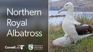 Preview of stream Live! Royal Albatross Cam - #RoyalCam - New Zealand Dept. of Conservation | Cornell Lab