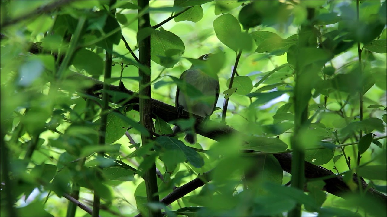 綠繡眼 🐦🐦 Zosterops japonicus 