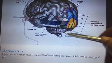 Visual Field & Visual Neglect - OT Talk