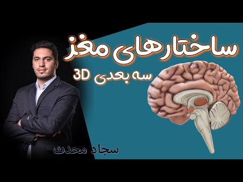 تدریس سه بعدی ساختار ها مغز مخ مخچه ساقه مغز بصل النخاع پل معزی مغز میانی 