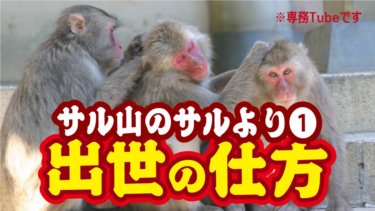 オレコミ サル山のサルより 出世の仕方 Youtube オレコミ サル山のサルより 出世の仕方 Youtube