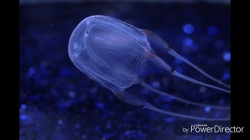 The FishBob ClownPant Movie Cilp Shell City